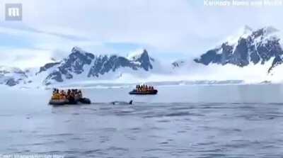 Penguin escapes killer whale by jumping on boat