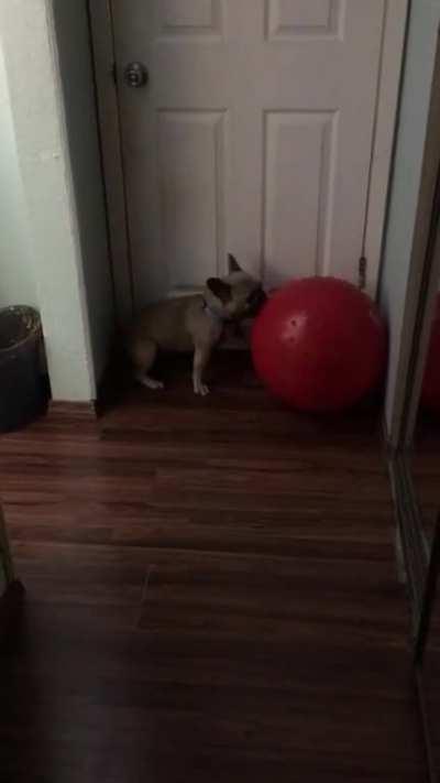 Truffle pig playing with a big red ball