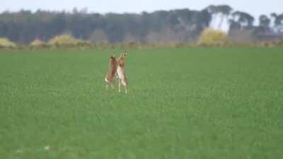 A boxing match between two hares