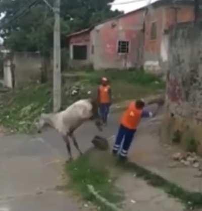 Man rides wild horse to safety