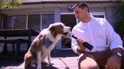 WCGW interviewing a dog