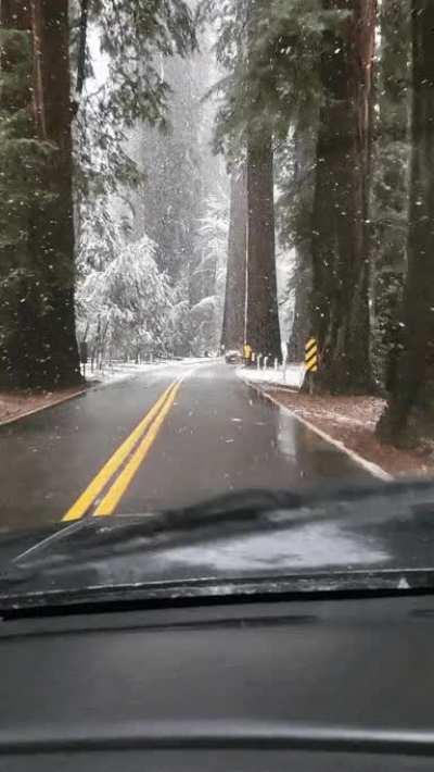 Snow in the redwoods