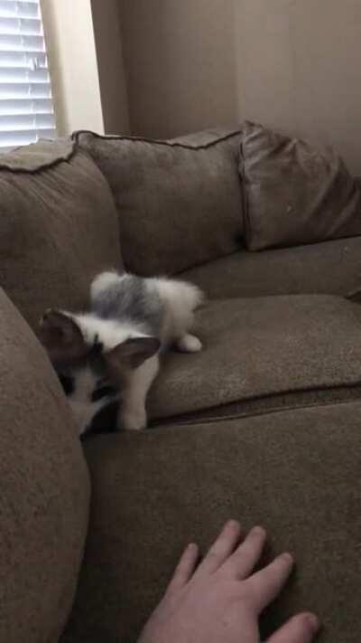 Fox Kit does herself a pounce