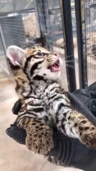 An ocelot kitten born at the Cincinnati Zoo