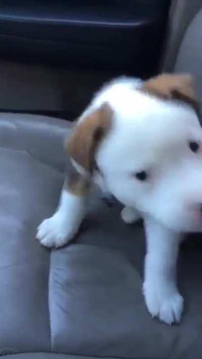 Puppy has his first ever bout of hiccups. I’ve had this video for years, no idea where it’s from, enjoy!