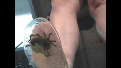 MILF Tammy Steps on a Tarantula