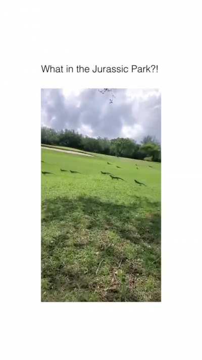 🔥 There are dinosaurs amongst us! Mess of Iguanas in Florida! 🔥