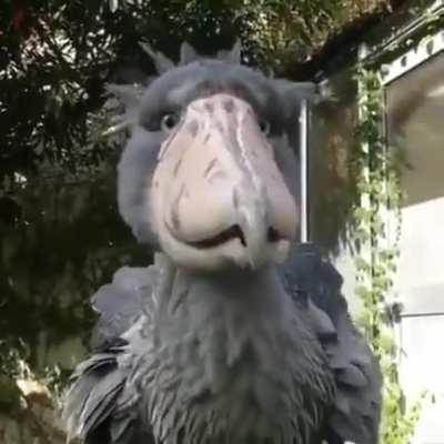 🔥 Shoebill Stork 🔥