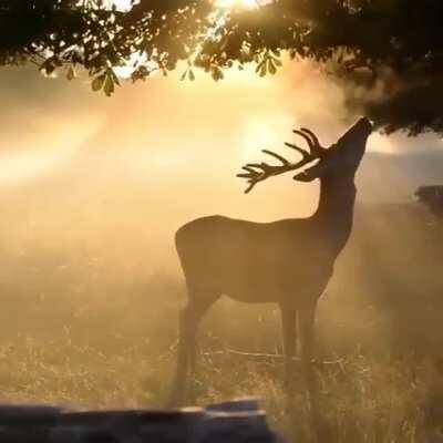 A Gorgeous Buck Jumping Up To Grab An Apple In The Morning Rays