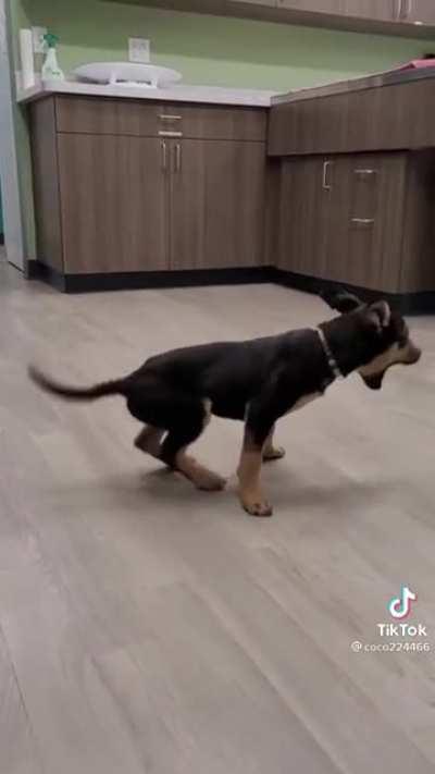 Happy dance dog moves