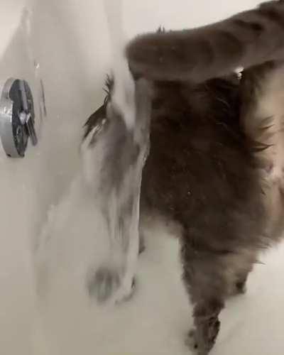 Cat enjoys putting their head under the water