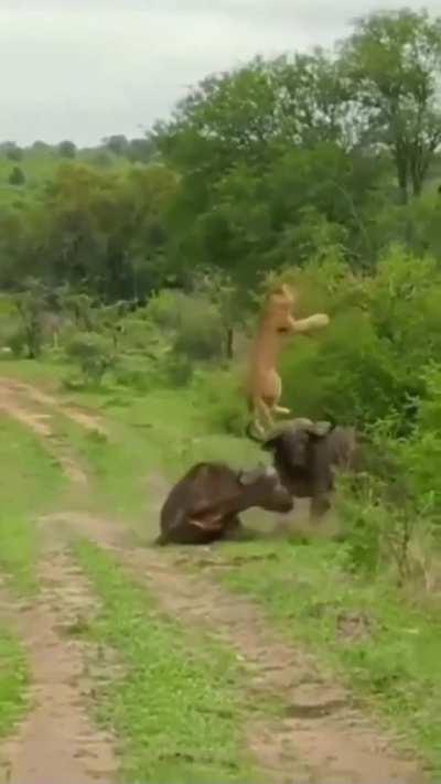 African buffalo tosses lioness