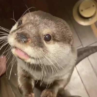 Otter's Snack Time