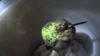 Hummingbird snoring