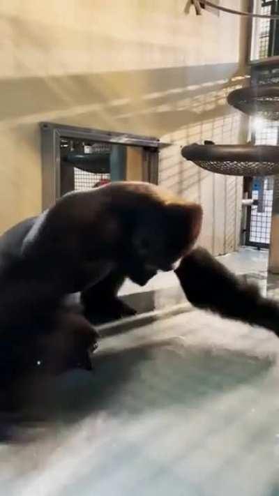 Gorilla shows off his dance moves