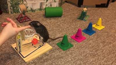 My Pet Rat Donut Doing Item Agility with Basketball!