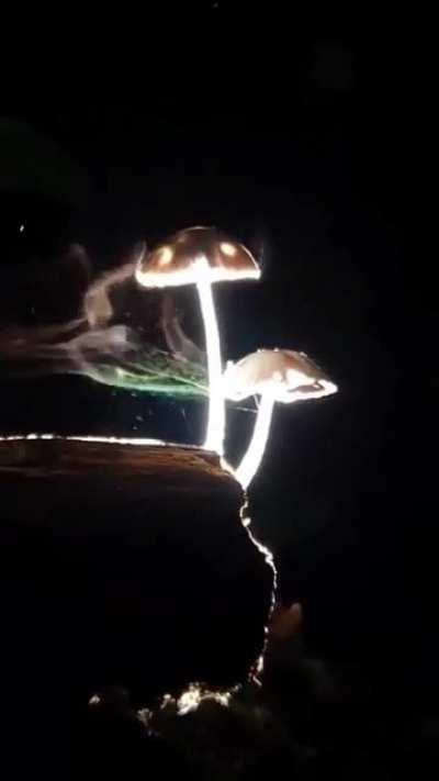 Mushrooms releasing spores