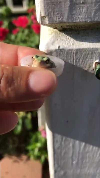 110 Degrees, he offered him a drink and the little guy decided to take a bath!!!