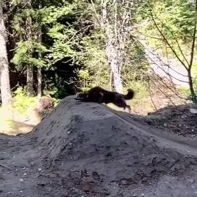 Dog clearing a jump