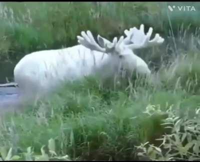 Rare albino moose