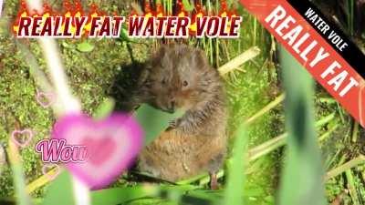 Biggest water vole I’ve ever seen