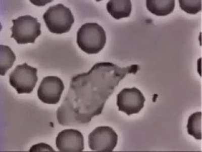 White blood cell chasing down bacteria.