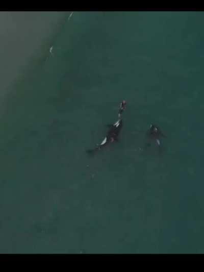 A lady swimming gets a surprise visit from some orcas 