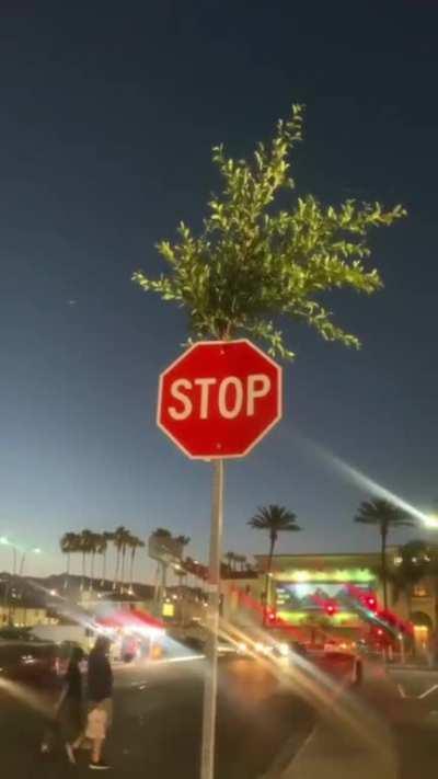 A tree that grew out of a STOP sign pole