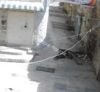 Islamic Jihad's millitant shot down in Jenin's streets, today