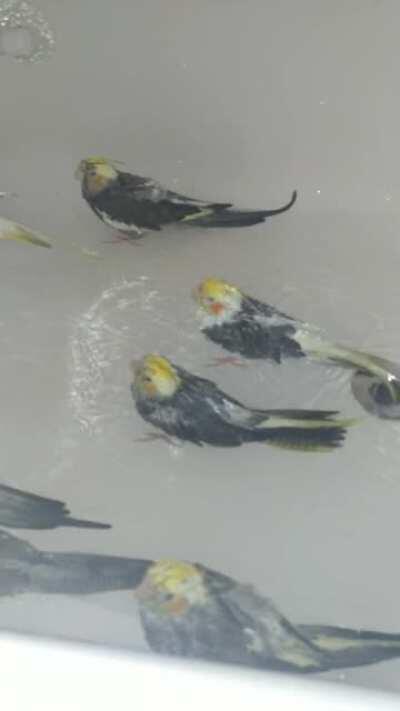 Wet birbs Wednesday. I love the glistening water on their feathers