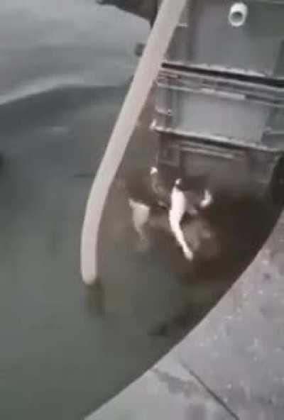 Dog saves kitty from drowning