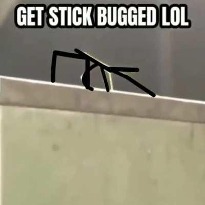 🔥 Get Stick Bugged with a twist. : The8BitRyanReddit