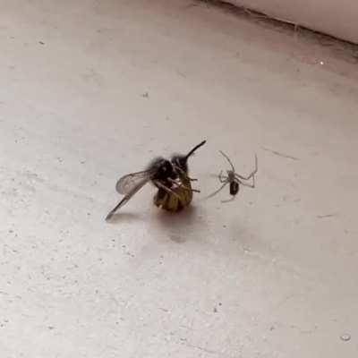 A ninja spider winning against a 10 times bigger wasp