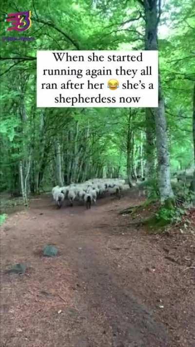 A flock of lost sheep start following trail runner in France.