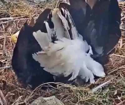 🔥 Bald eagle being blown off her nest by high winds