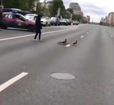 Helping some ducks cross the road