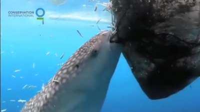 Whale Shark sucking fish from a net