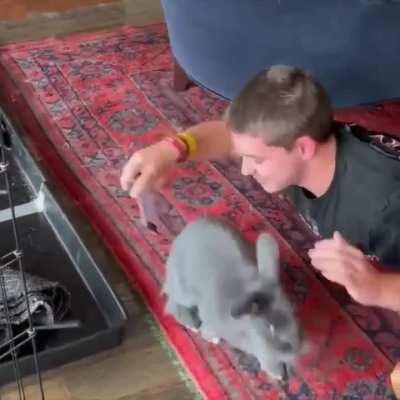 Rabbit Wanted Attention, Takes Owners Phone Away