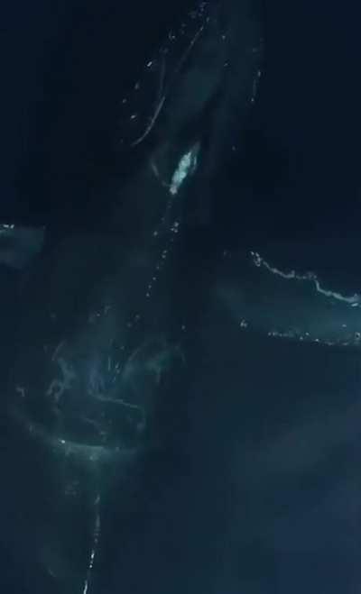 Aerial view of a blue whale