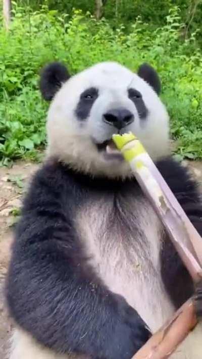 A panda eating bamboo