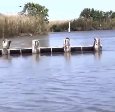 Bobcat plays the lake is lava