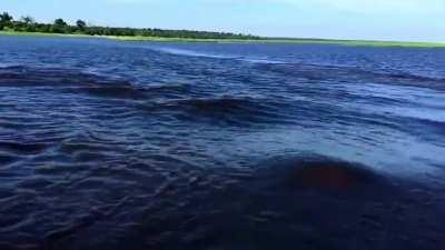 Hippo Charges Boat