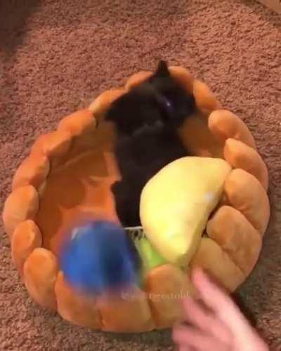 How to make a kitten tart