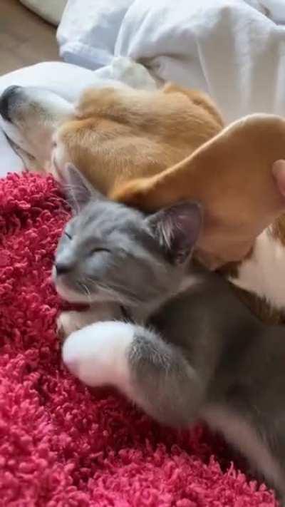 Cat using the dog's ear as a blanket 😍