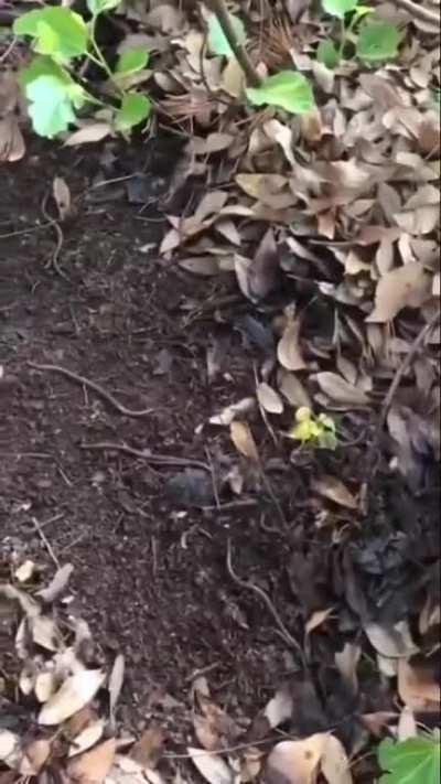 A method to lure earth worms