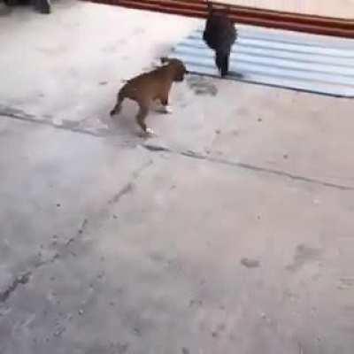 Puppy imitates bunny jumps.