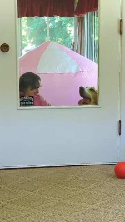 dog (14 years old) loves to lick windows. Daughter (2 years old) and him have become best friends. Here they are in their natural habitat.