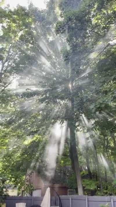 Neighbors were burning branches yesterday morning and it gave me this beautiful moment