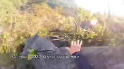 Unarmed man successfully fended off aggressive bear because he had the higher ground