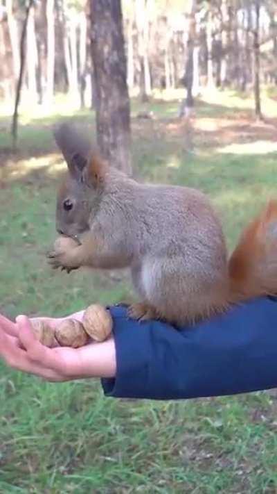 Squirrel selecting the best nut